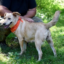 ZDENKA, Hund, Mischlingshund in Slowakische Republik - Bild 6