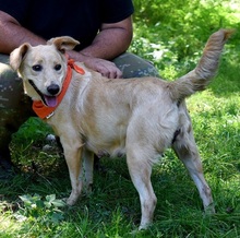 ZDENKA, Hund, Mischlingshund in Slowakische Republik - Bild 7