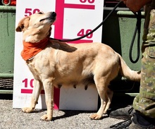 ZDENKA, Hund, Mischlingshund in Slowakische Republik - Bild 8