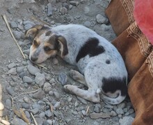 HANNI, Hund, Mischlingshund in Rumänien - Bild 5