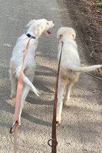 GIORGO, Hund, Maremmen-Abruzzen-Schäferhund-Mix in Italien - Bild 6