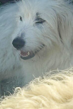 GIORGO, Hund, Maremmen-Abruzzen-Schäferhund-Mix in Italien - Bild 8