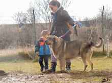 BIRTE, Hund, Mischlingshund in Bulgarien - Bild 10