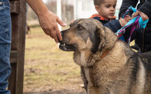 BIRTE, Hund, Mischlingshund in Bulgarien - Bild 14