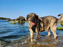 BIRTE, Hund, Mischlingshund in Bulgarien - Bild 2