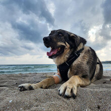 BIRTE, Hund, Mischlingshund in Bulgarien - Bild 3