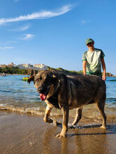 BIRTE, Hund, Mischlingshund in Bulgarien - Bild 4