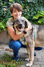 BIRTE, Hund, Mischlingshund in Bulgarien - Bild 6