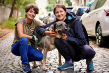 BIRTE, Hund, Mischlingshund in Bulgarien - Bild 7