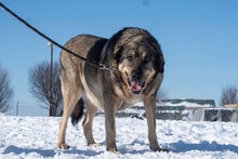 BIRTE, Hund, Mischlingshund in Bulgarien - Bild 9