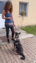 TINA, Hund, Mischlingshund in Rumänien - Bild 12