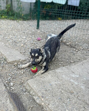 TINA, Hund, Mischlingshund in Rumänien - Bild 13