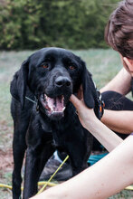 FERRERO, Hund, Mischlingshund in Bulgarien - Bild 10