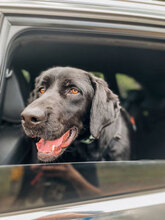 FERRERO, Hund, Mischlingshund in Bulgarien - Bild 11