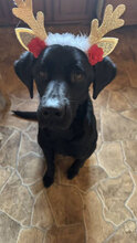 FERRERO, Hund, Mischlingshund in Bulgarien - Bild 12