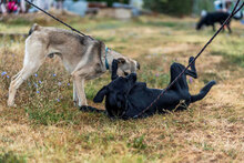 FERRERO, Hund, Mischlingshund in Bulgarien - Bild 2