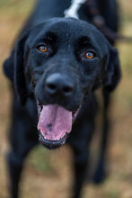 FERRERO, Hund, Mischlingshund in Bulgarien - Bild 3