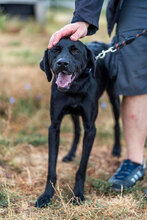 FERRERO, Hund, Mischlingshund in Bulgarien - Bild 4