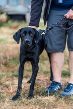 FERRERO, Hund, Mischlingshund in Bulgarien - Bild 5