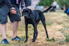 FERRERO, Hund, Mischlingshund in Bulgarien - Bild 6