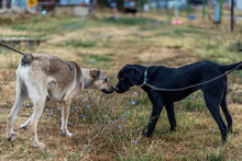 FERRERO, Hund, Mischlingshund in Bulgarien - Bild 7