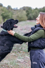 FERRERO, Hund, Mischlingshund in Bulgarien - Bild 9