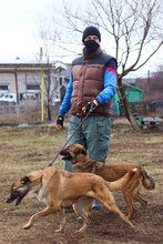 KRATOS, Hund, Mischlingshund in Bulgarien - Bild 5