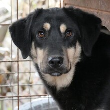 MILLO, Hund, Mischlingshund in Rumänien - Bild 3