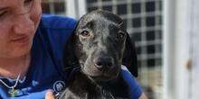 FIAMMA, Hund, Labrador-Mix in Italien - Bild 1