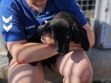 FIAMMA, Hund, Labrador-Mix in Italien - Bild 4