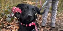 FRAGOLINA, Hund, Labrador-Mix in Werne - Bild 1