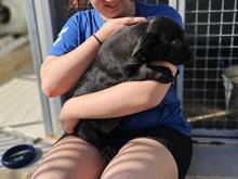 FRAGOLINA, Hund, Labrador-Mix in Werne - Bild 10