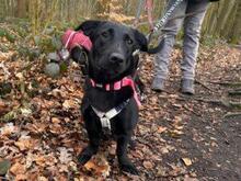 FRAGOLINA, Hund, Labrador-Mix in Werne - Bild 2