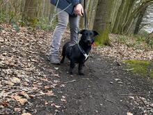 FRAGOLINA, Hund, Labrador-Mix in Werne - Bild 3