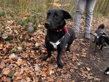 FRAGOLINA, Hund, Labrador-Mix in Werne - Bild 4