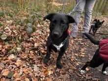 FRAGOLINA, Hund, Labrador-Mix in Werne - Bild 5