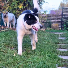 OLIVIA, Hund, Mischlingshund in Friedland