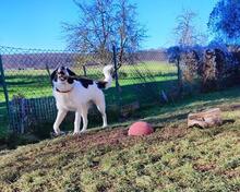 OLIVIA, Hund, Mischlingshund in Friedland - Bild 9