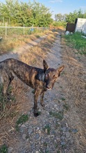 MAYA, Hund, Mischlingshund in Grevenbroich - Bild 11