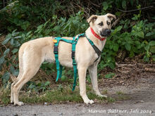 CLEO, Hund, Deutscher Schäferhund-Mix in Egelsbach - Bild 1