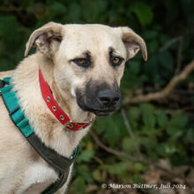 CLEO, Hund, Deutscher Schäferhund-Mix in Egelsbach - Bild 2