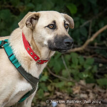 CLEO, Hund, Deutscher Schäferhund-Mix in Egelsbach - Bild 3