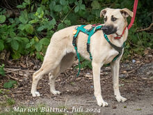 CLEO, Hund, Deutscher Schäferhund-Mix in Egelsbach - Bild 5