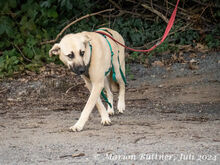 CLEO, Hund, Deutscher Schäferhund-Mix in Egelsbach - Bild 6