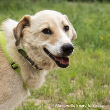 RAKI, Hund, Labrador Retriever-Mix in Egelsbach - Bild 1