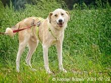 RAKI, Hund, Labrador Retriever-Mix in Egelsbach - Bild 2