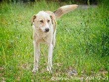 RAKI, Hund, Labrador Retriever-Mix in Egelsbach - Bild 3