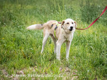 RAKI, Hund, Labrador Retriever-Mix in Egelsbach - Bild 4