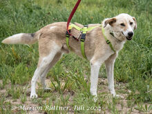 RAKI, Hund, Labrador Retriever-Mix in Egelsbach - Bild 5