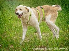 RAKI, Hund, Labrador Retriever-Mix in Egelsbach - Bild 6